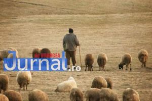 ACUM: Mobilizare pe Valea Râmnicului pentru căutarea a doi ciobani dispăruţi de la o stână
