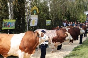 FOTO: Cei mai frumoşi tauri din România, la Parada Taurilor Semtest BVN Mureş
