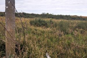 Asociaţia Milvus: O pasăre care a traversat Siria şi Sudanul s-a electrocutat în Timiş