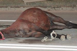 Accident rutier provocat de un cal lăsat nesupravegheat, între Gheorgheni şi Joseni