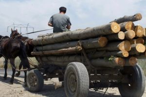 Căruţaşi prinşi cu lemne fără documente, amendaţi de poliţiştii sătmăreni