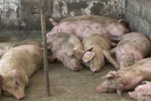 Caz de pestă porcină în comuna ieşeană Probota