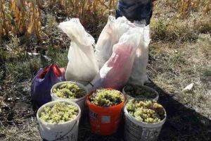 O femeie din comuna Cenade a cules 150 de kilograme de struguri…din grădina altuia