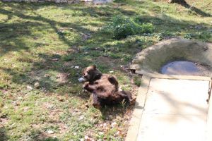 FOTO+VIDEO Ursoaicele care au scăpat de viaţa mizerabilă din Ucraina şi se bucură de libertate, la Zărneşti