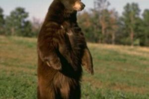 Panică într-o localitate mureşeană din cauza urşilor