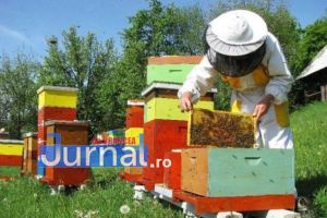 Apicultorii, aşteptaţi la Direcţia Agricolă să depună cereri. Ei pot primi ajutoare de la stat