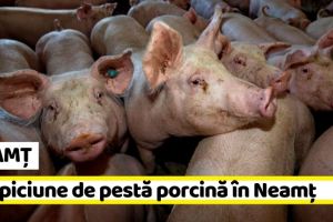 NEAMȚ: Suspiciune de pestă porcină în Neamţ