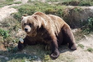 Un urs s-a plimbat prin curtea U.M. Mija