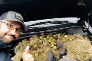 SUA – Sute de nuci adunate de veverite pentru iarna, descoperite sub capota unei masini