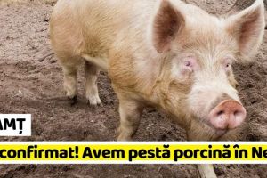NEAMȚ: S-a confirmat! Avem pestă porcină în Neamţ!
