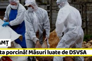 NEAMȚ: Măsuri luate de DSVSA privind pesta porcină din Neamţ