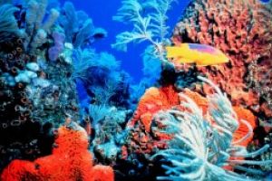 Coralii din Marea Mediterana, decimati de un val de caldura, au inceput sa renasca