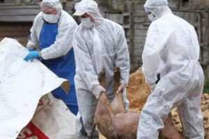 Judeţul Teleorman are cele mai multe focare de pestă porcină active