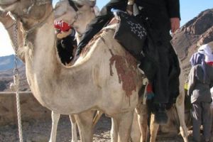 Un preot argeşean dă binecuvântare de pe Muntele Sinai!