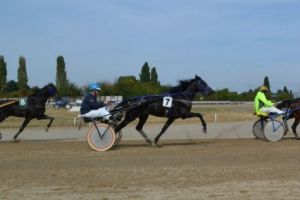 Premiul Agriculturii dedicat cailor de peste 4 ani