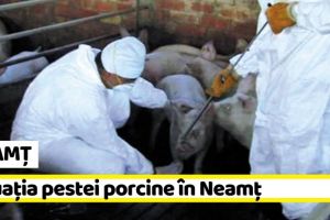 NEAMȚ: Situaţia pestei porcine în Neamţ la 11 octombrie