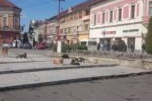 Haite în tot oraşul! Numărul câinilor vagabonzi din Lugoj a crescut fără măsură