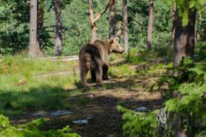 Jandarmii montani au recuperat un grup de turişti speriaţi după o întâlnire cu un urs, în Predeal