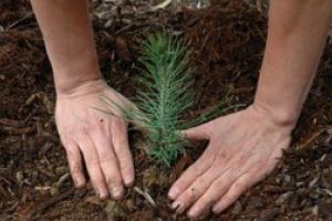 Romsilva anunta ca a plantat aproximativ doua miliarde de puieti forestieri din 1991 si pana in prezent