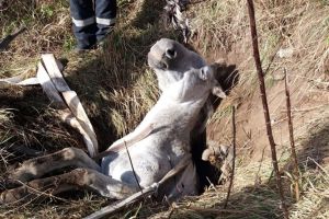 Cal salvat de pompierii militari harghiteni