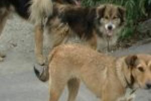 Registru al Câinilor cu Stăpân la Răcăşdia. Pentru o evidenţă clară şi aplicarea de sancţiuni!