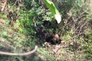 ACUM: Urs găsit captiv într-un gard la Valea Sării