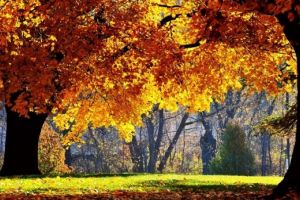 Temperaturi aproape ca vara în mijlocul lunii octombrie. Un val de căldură va ajunge în România