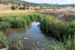 Wonderland, însă nu şi pentru această specie afectată de construcţii şi gunoi