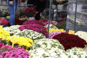 Târg de flori cu vânzare, la Târgu-Mureş