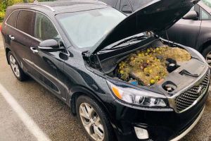 Anotimpul proviziilor: O şoferiţă s-a trezit cu provizie de nuci şi alune sub capotă!