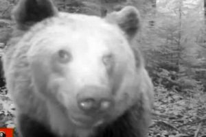 VIDEO. Imagini INEDITE în Parcul Natural Apuseni – O ursoaică descoperă o cameră de monitorizare
