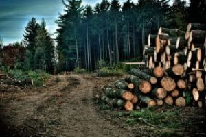 Romsilva isi propune sa recolteze 9,5 milioane de metri cubi de lemn in 2020, doar 1% din cat exista