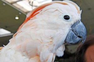 36 de papagali confiscati, cu o valoare totala de circa 100.000 de euro, vor fi scosi la licitatie in Germania