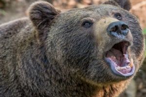 Mureşean ucis de urs!