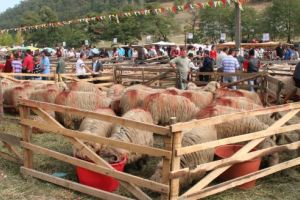 „Țurcana – Regina munţilor”, la a XIII-a ediţie