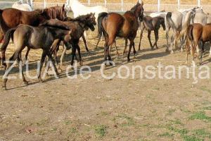 Inchisoare cu executare pentru un tanar care a taiat cu toporul trei cai   