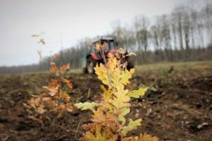 2.000.000.000 de puieţi forestieri plantaţi de Regia Naţională a Pădurilor – Romsilva  din 1991 până în prezent şi vom continua să plantăm!