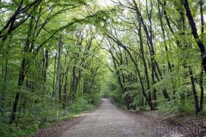 Copaci pe ducă: Peste 40% dintre speciile de arbori din Europa, pe cale de dispariţie