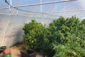 FOTO/VIDEO. Solariu de cultivat cannabis descoperit de procurori. Peste 140 kg de ,,iarbă”