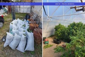 Şi-au făcut plantaţie de cannabis în solariu! Peste 150 de kilograme de droguri, capturate în Bihor (FOTO / VIDEO)