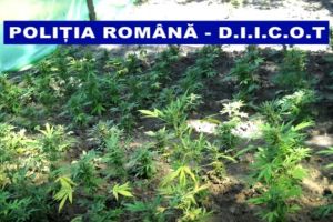 DIICOT DÂMBOVIȚA a destructurat un grup organizat in distribuţia de droguri de mare risc