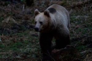 RO-ALERT: a fost semnalată prezenţa unui urs în Odorheiu Secuiesc