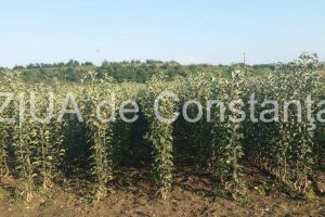 Au depus documentatia la APM Constanta. Ce firma vrea sa realizeze o plantatie de ciresi la Nicolae Balcescu (document)