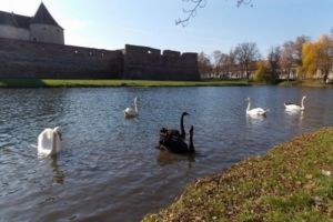 Lebedele de pe lacul Cetăţii Făgăraş au fost duse la adăpost