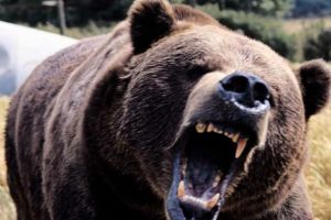 Ciobanul atacat de urs la Comăna, în stare foarte gravă