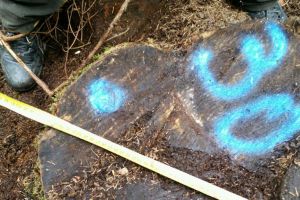 Tăieri ilegale de arbori, depistate într-o pădure din comuna Moldoviţa