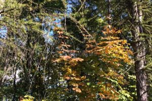 Organizaţiile de mediu şi persoanele interesate de tăierile neautorizate, invitate să ...