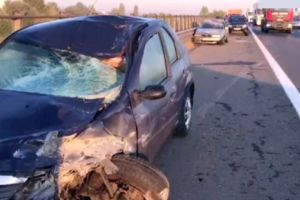 Calul a murit, şoferii au ajuns la spital