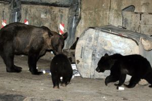 Medicii braşoveni cer un program pentru tratarea victimelor atacate de urs