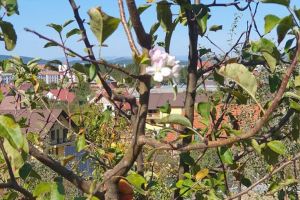 Copacii au înflorit a doua oară la Bistriţa, semn că va fi o toamnă lungă (FOTO)